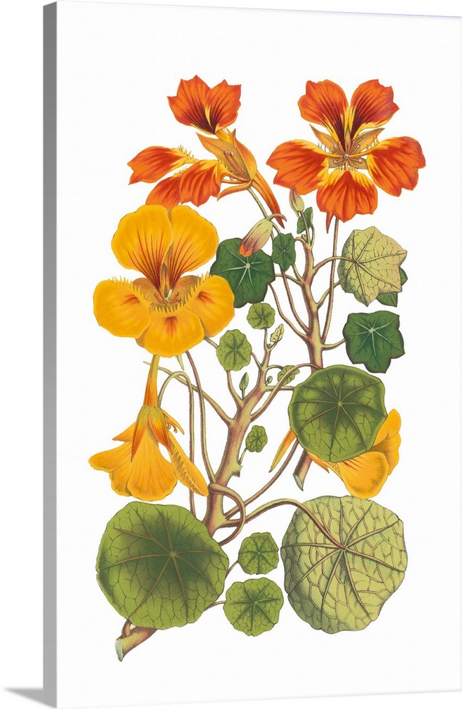 A botanical illustration of yellow and orange flowers with leaves on a white background.