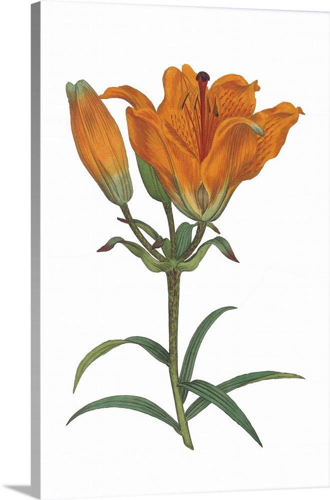 A botanical illustration of orange flowers with leaves on a white background.