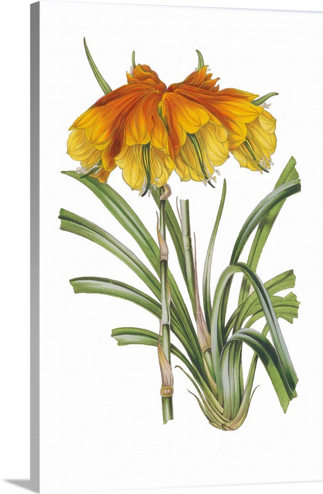 A botanical illustration of yellow and orange flowers with leaves on a white background.
