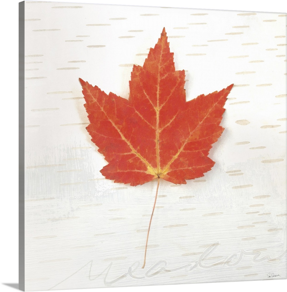 Square art with a red Fall maple leaf on an aspen wood grain background with "meadow" faintly written at the bottom.