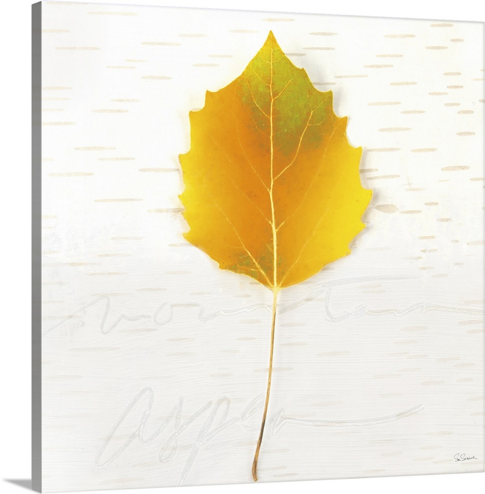 Square art with a yellow Fall leaf on an aspen wood grain background with "mountain aspen" faintly written at the bottom.