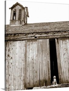 Barnyard Dog image thumbnail