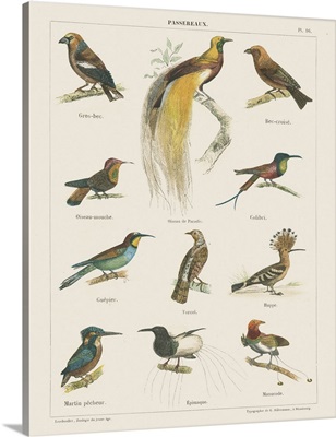 Bird Chart I