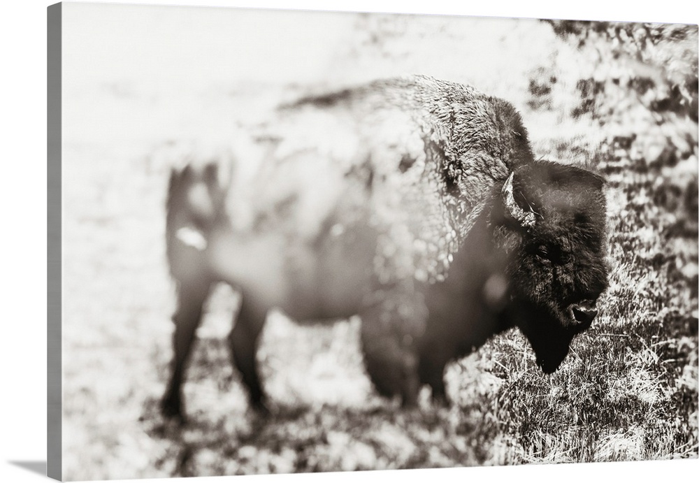 Bison Dream