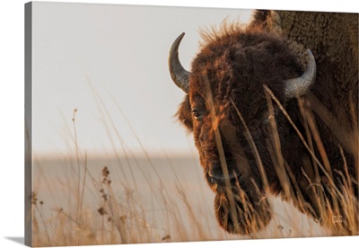 Bison Sunset