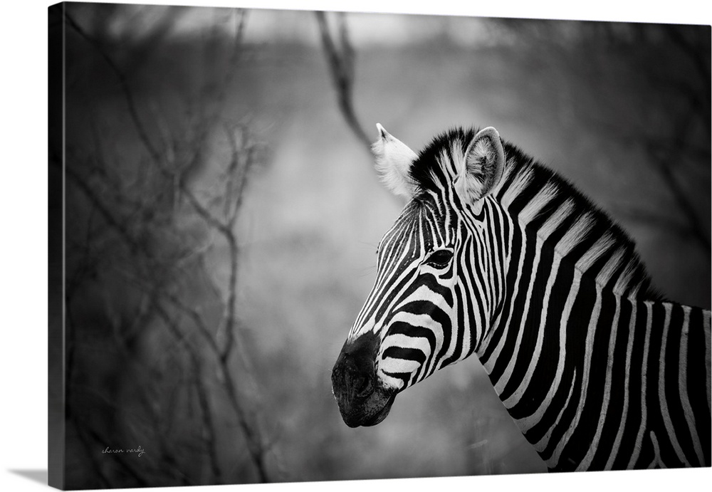 Black And White Zebra