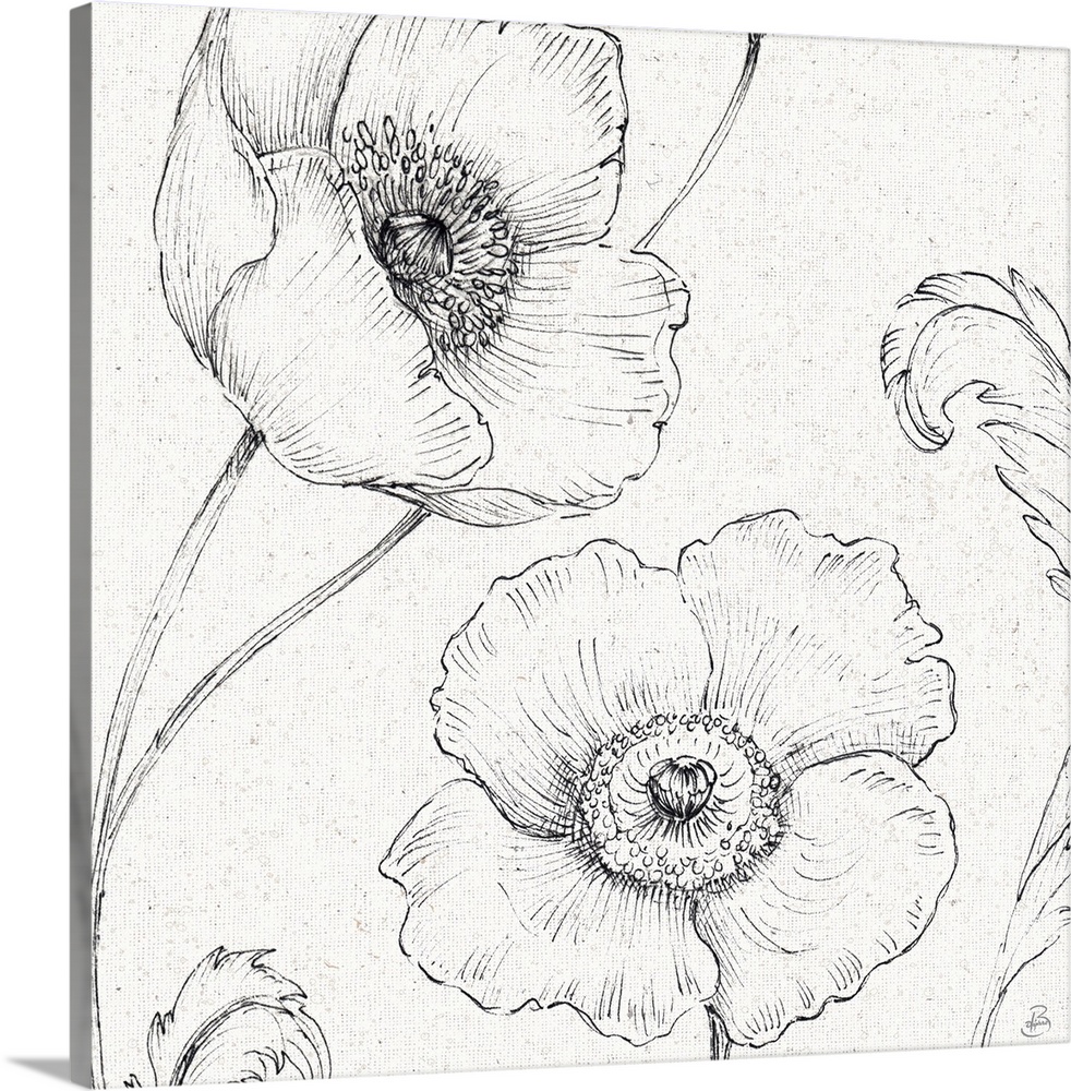 Pencil outlines of two poppy flowers on a  textured white background.