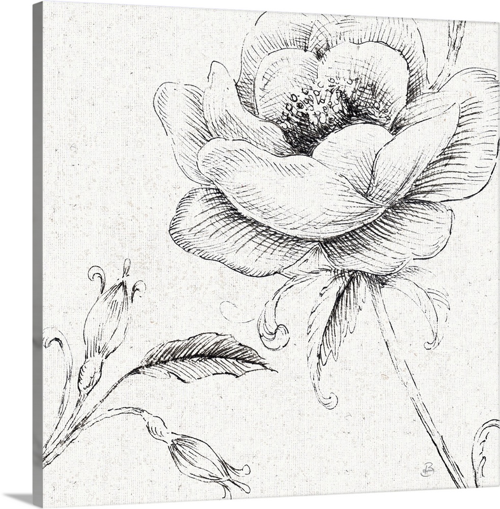 Blossom Sketches I | Canvas Wall Art Print | Great Big Canvas | 16x16