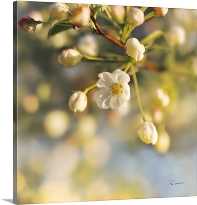 Blush Blossoms II Square