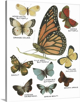 Botanical Butterflies Postcard II White