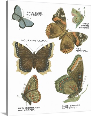 Botanical Butterflies Postcard III White