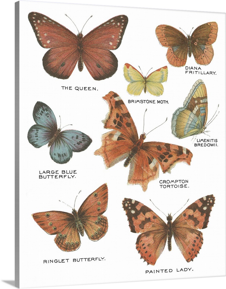 Botanical Butterflies Postcard IV White