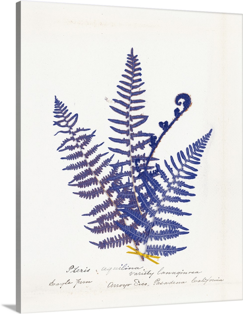 Decorative image of blue fern leaves on a white background with text below.