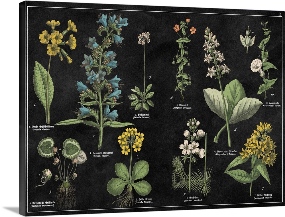 Vintage stylized botanical illustrations.