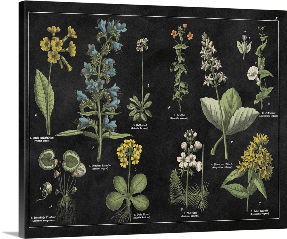 Botanical Floral Chart I Black And White