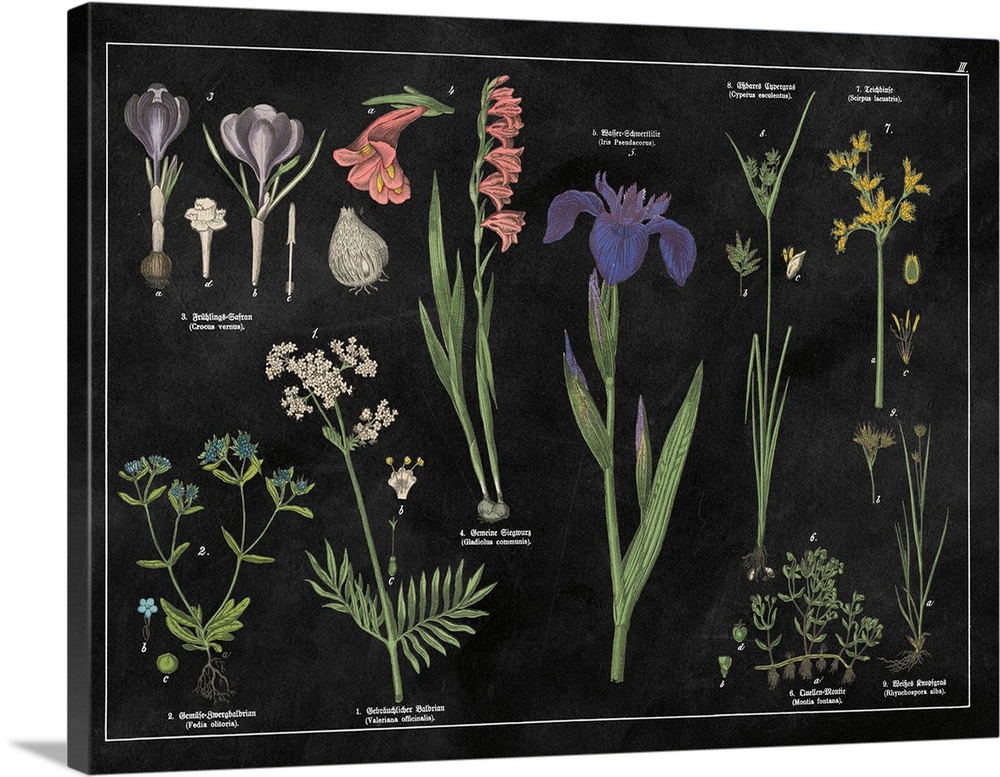Vintage stylized botanical illustrations.