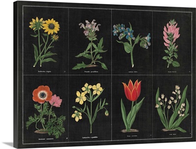 Botanical on Black Chart I