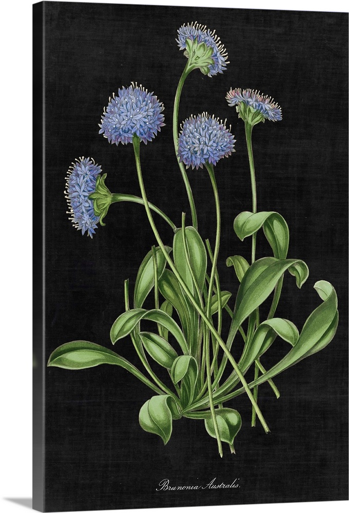 Contemporary artwork of a vintage stylized botanical illustration.