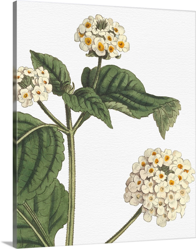 Beautiful botanical illustration of white lantanas on a white background.