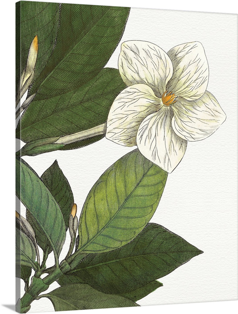 Beautiful botanical illustration of a white gardenia on a white background.