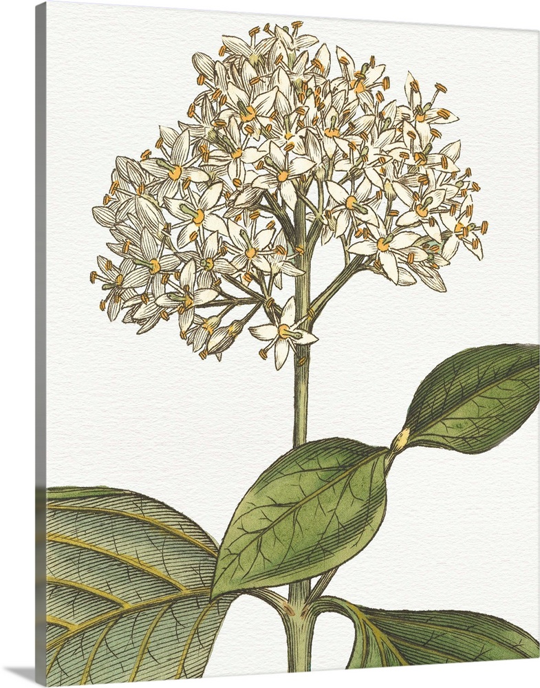 Beautiful botanical illustration of a white hydrangea on a white background.