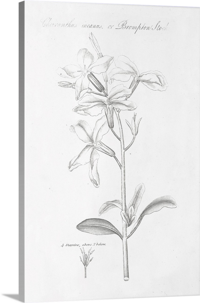 Decorative artwork of a botanical diagram of Brompton Stock.
