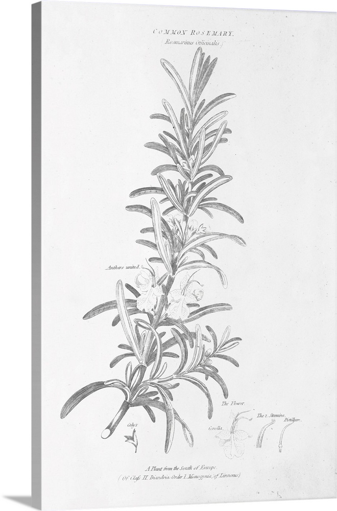 Decorative artwork of a botanical diagram of Rosemary.
