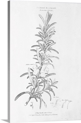Botany Book VI
