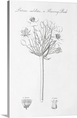 Botany Book VII