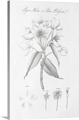 Botany Book VIII