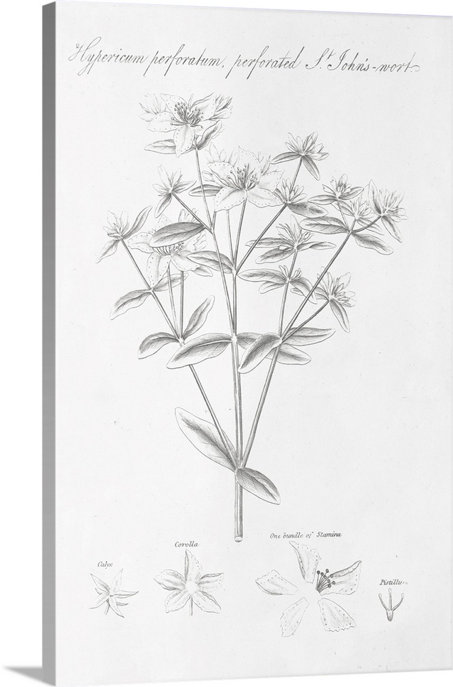 Decorative artwork of a botanical diagram of Perforate St John's-wort.