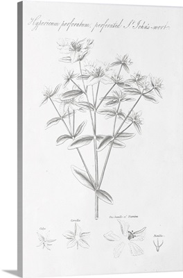 Botany Book X
