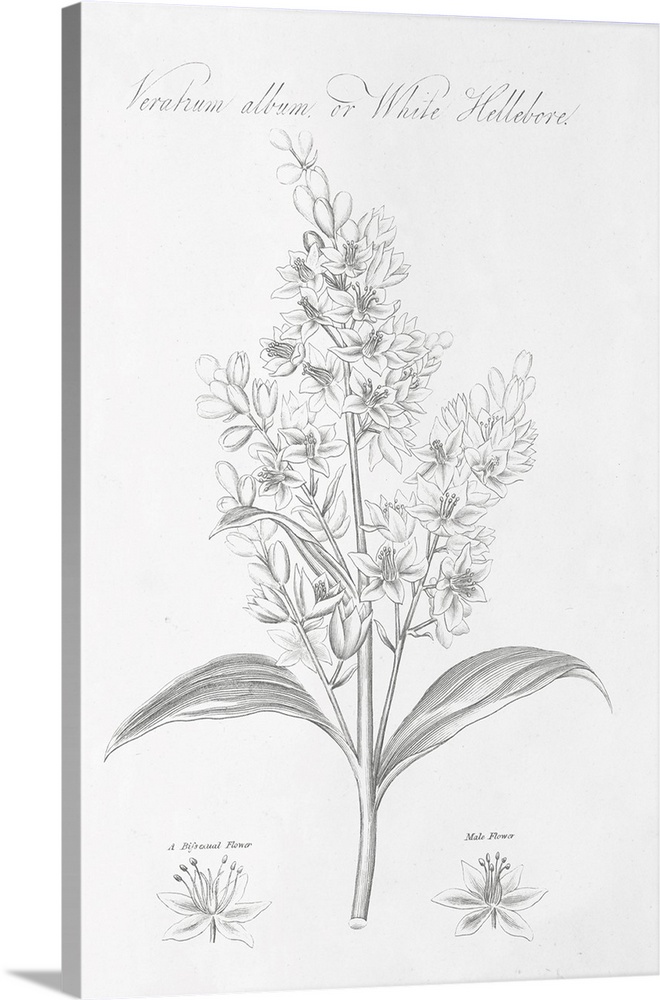 Decorative artwork of a botanical diagram of White Hellebore.