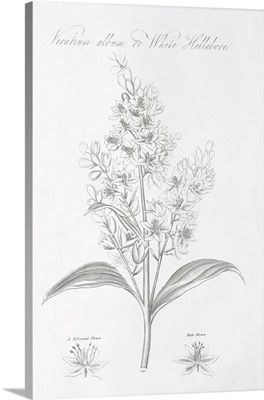 Botany Book XI