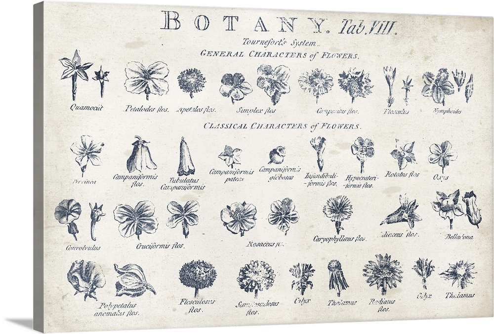 Vintage stylized chart of botanical illustrations.