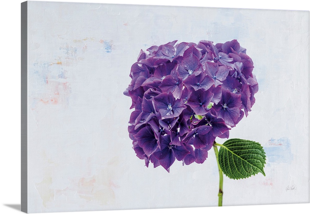 Bright Purple Hydrangea