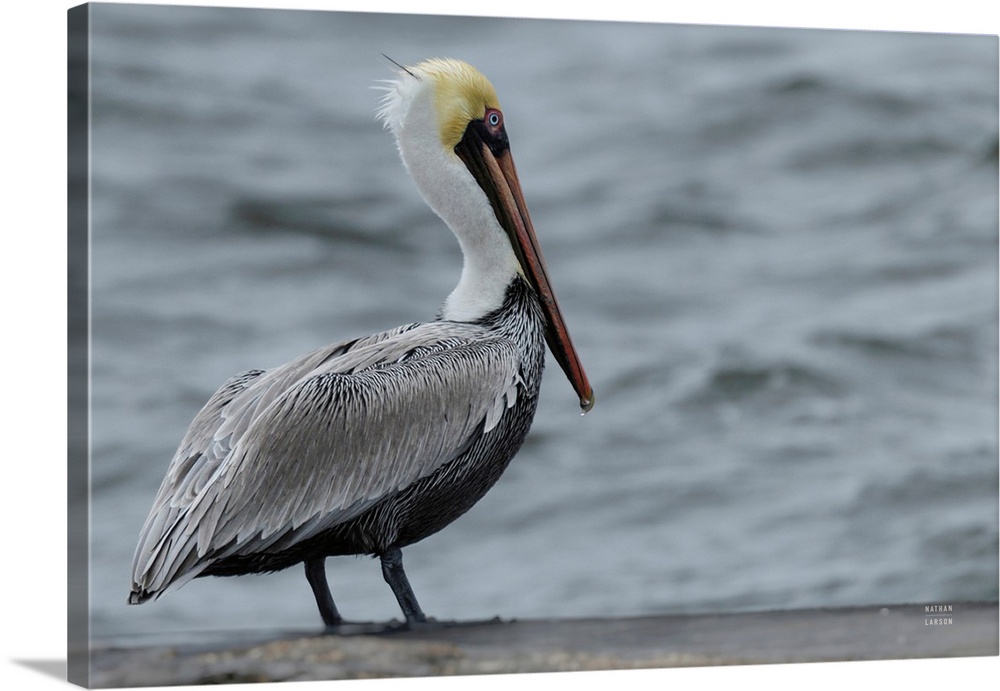 Brown Pelican