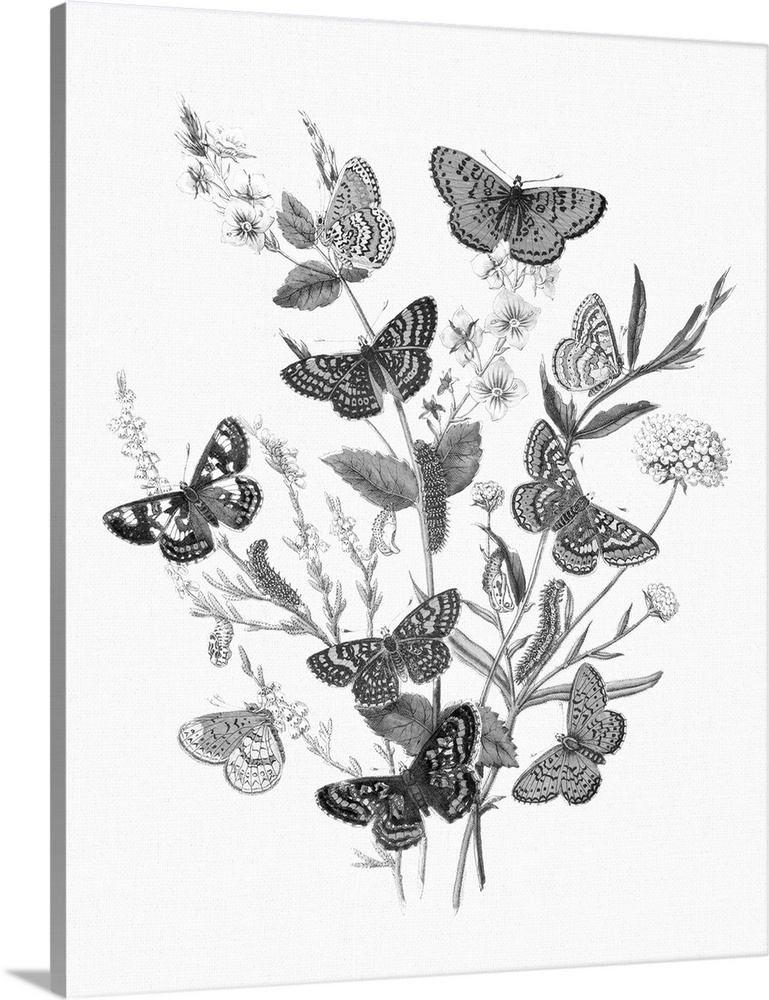 Butterfly Bouquet I Linen BW I Wall Art, Canvas Prints, Framed Prints, Wall  Peels