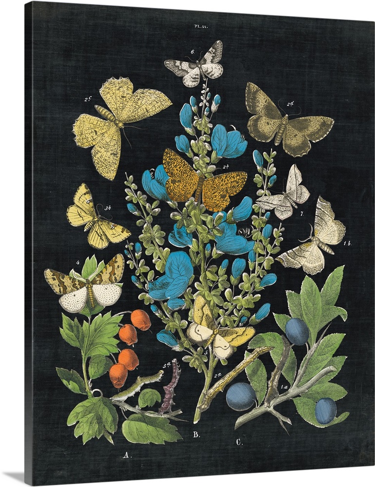 Vintage stylized botanical and zoological illustrations.