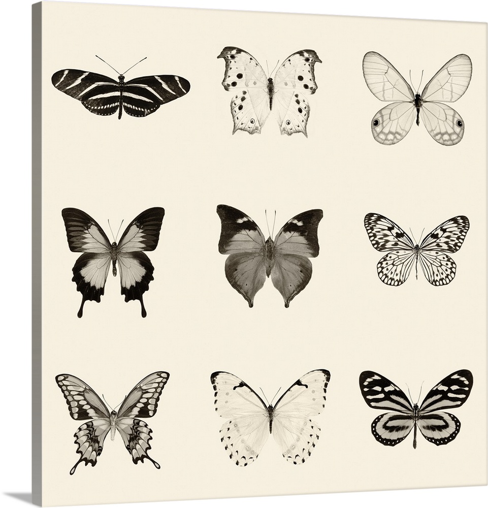 Black and white pen and ink illustration of 9 different butterflies on a neutral colored background.