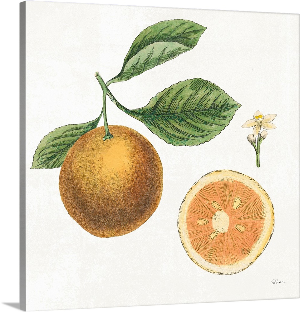 Square art with an illustration of grapefruit and flowers on a white background.