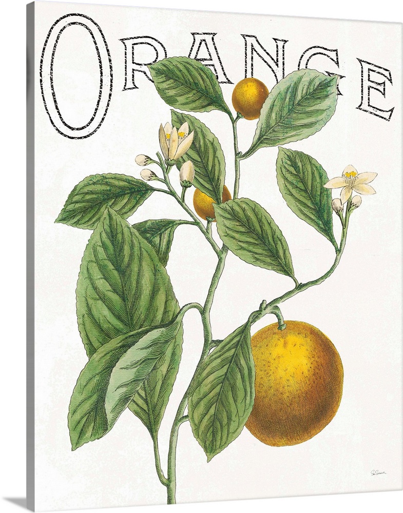 Illustration of oranges, leaves, and flowers with "Orange" written at the top on a white background.