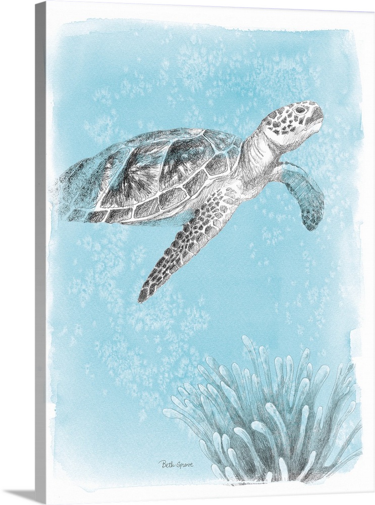 Coastal Sea Life I Wall Art, Canvas Prints, Framed Prints, Wall Peels ...