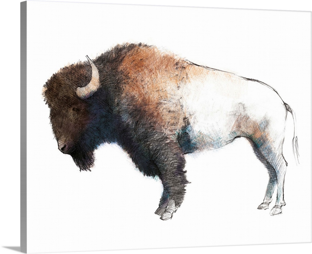 Colorful sketch of a bison with shades of blue and purple on its underbody.