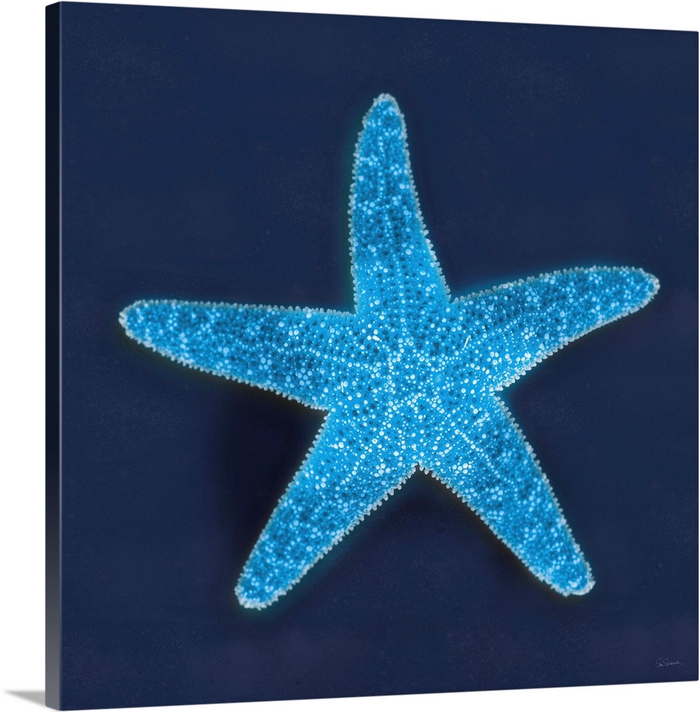 Cyanotype photograph of a white speckled starfish on an indigo background.