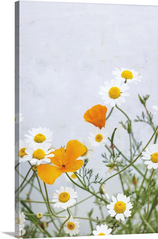 Daisies