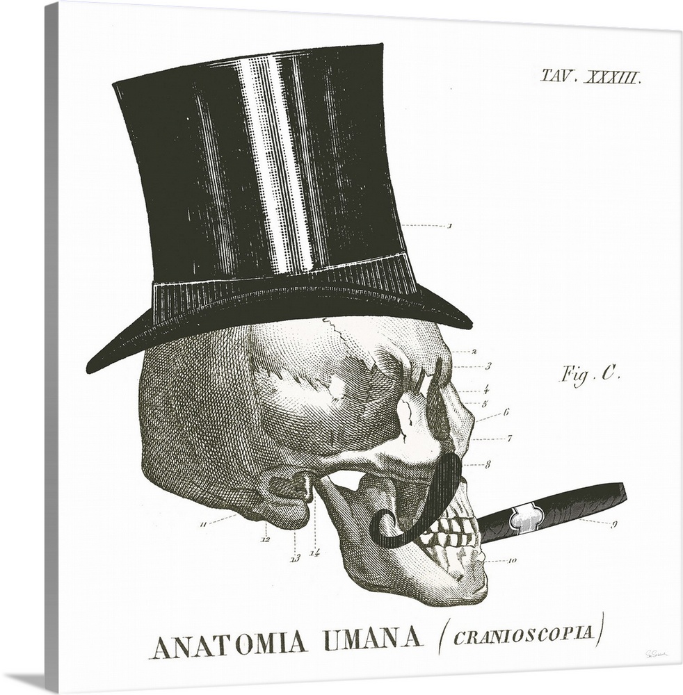 Anatomical drawing of a human skull with a top hat and cigar.