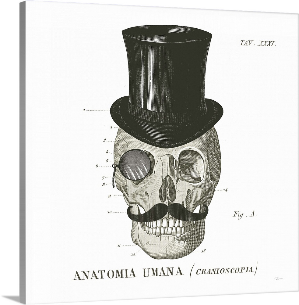 Anatomical drawing of a human skull with a top hat and mustache.