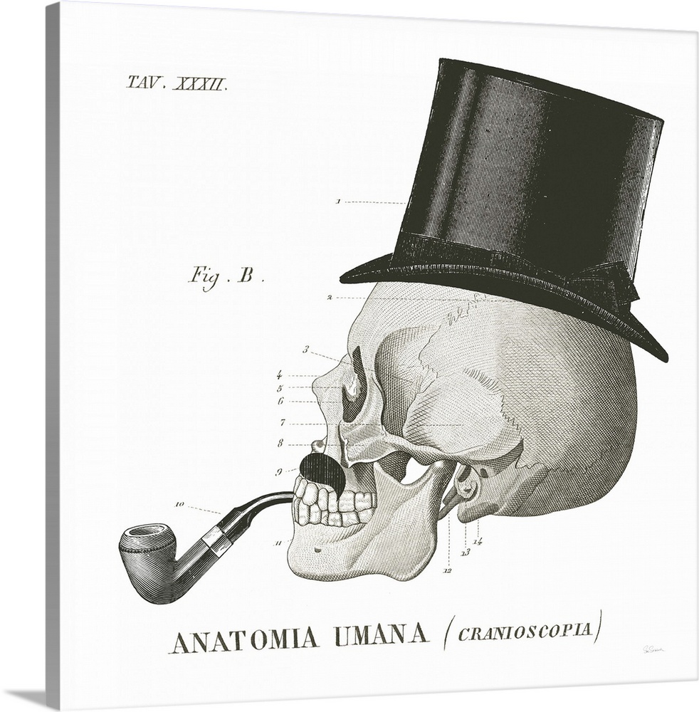 Anatomical drawing of a human skull with a top hat and a pipe.