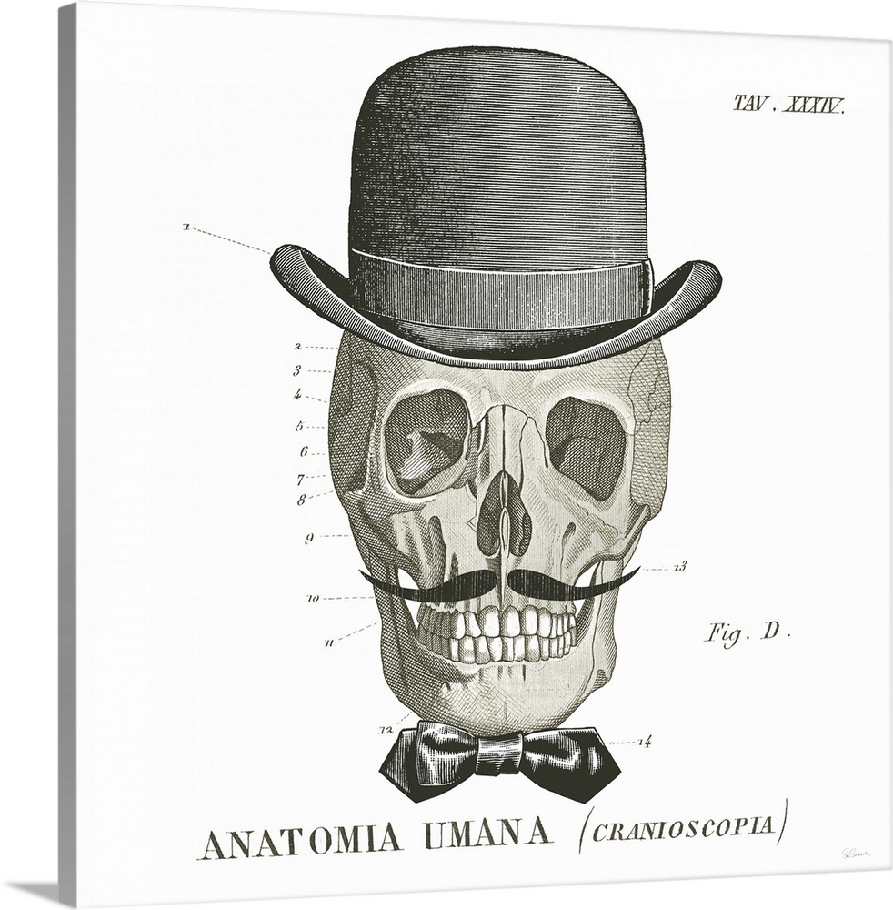 Anatomical drawing of a human skull with a bowler hat and bowtie.